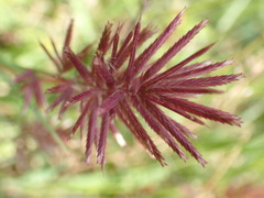 Eragrostis patens