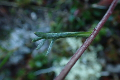 Artemisia furcata