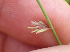 Eragrostis patens