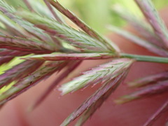 Eragrostis patens