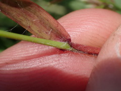 Eragrostis patens