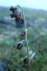 Artemisia furcata