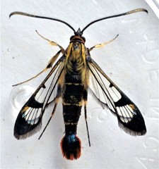 Synanthedon acerrubri