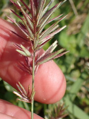 Eragrostis patens