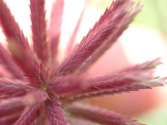 Eragrostis patens