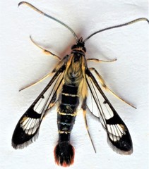 Synanthedon acerrubri