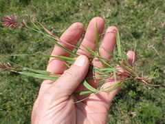Eragrostis patens