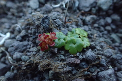 Chrysosplenium wrightii