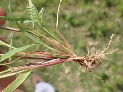 Eragrostis patens