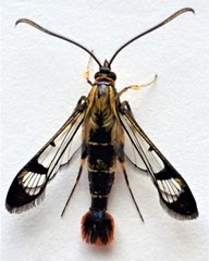 Synanthedon acerrubri