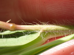 Eragrostis patens