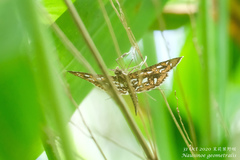 Nausinoe geometralis