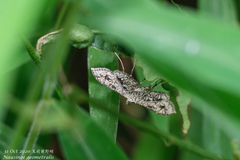 Nausinoe geometralis