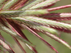 Eragrostis patens
