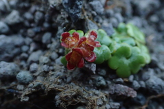 Chrysosplenium wrightii