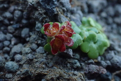 Chrysosplenium wrightii