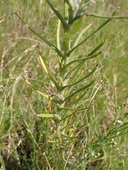 Pseudognaphalium oligandrum