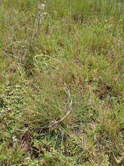 Eragrostis chloromelas