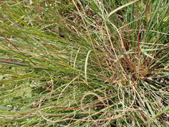 Eragrostis chloromelas