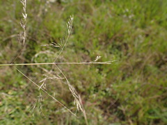 Eragrostis chloromelas