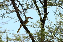 Tockus damarensis