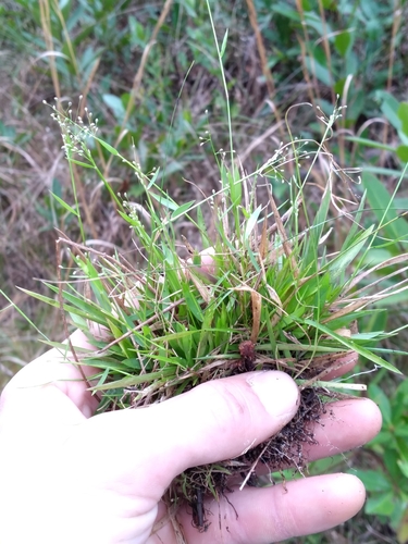 Image of Small-Leaved Witchgrass (Dichanthelium ensifolium) by (c) Scott Ward, some rights reserved (CC BY)