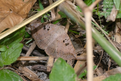 Blasticorhinus rivulosa