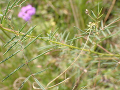 Indigofera filipes