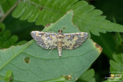 Eurrhyparodes tricoloralis