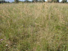 Eragrostis gummiflua