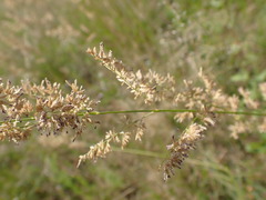 Eragrostis gummiflua