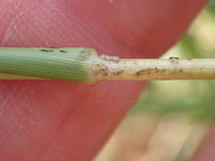 Eragrostis gummiflua