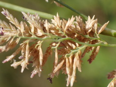 Eragrostis gummiflua