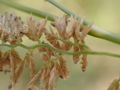 Eragrostis gummiflua
