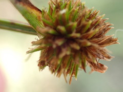 Cyperus erectus