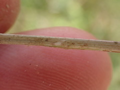 Cyperus erectus