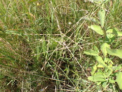 Trichoneura grandiglumis