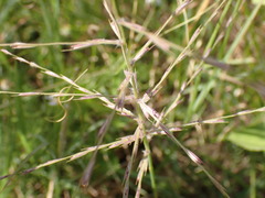 Trichoneura grandiglumis