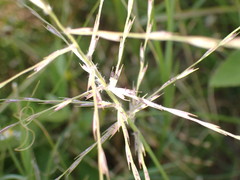 Trichoneura grandiglumis