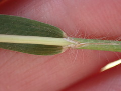 Trichoneura grandiglumis