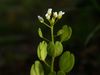 Field Penny-Cress - Photo (c) --Tico--, some rights reserved (CC BY-NC-ND)