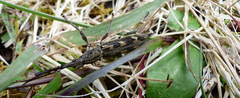 Lasiorhynchus barbicornis