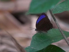 Arhopala major
