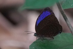 Arhopala major