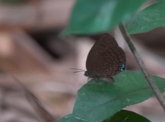 Arhopala major