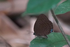 Arhopala major