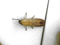 Phycitodes lacteella