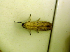 Phycitodes lacteella