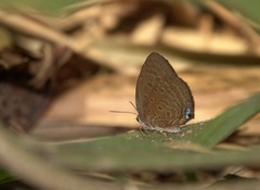 Arhopala major