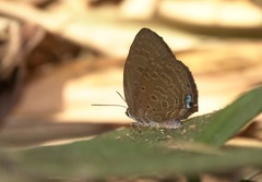 Arhopala major